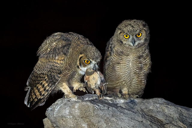 Lesser Horned Owl. Tucúquere. Búho Magallánico. Bubo magellanicus.