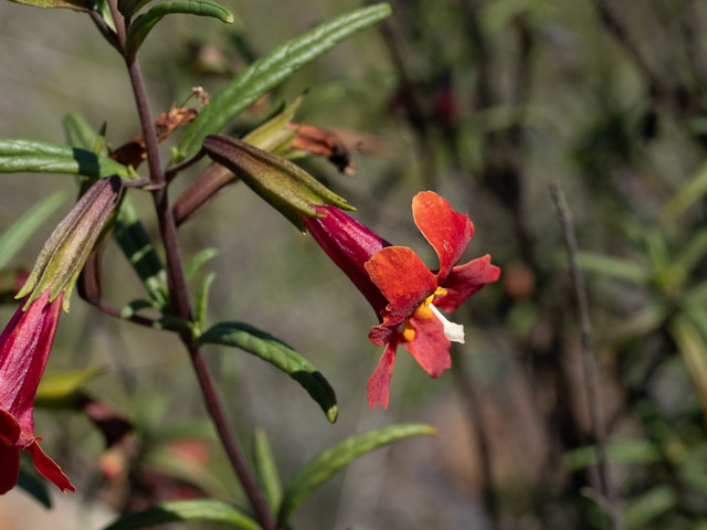 Red Bush Monkeyflower (Diplacus puniceus, Phrymaceae)
