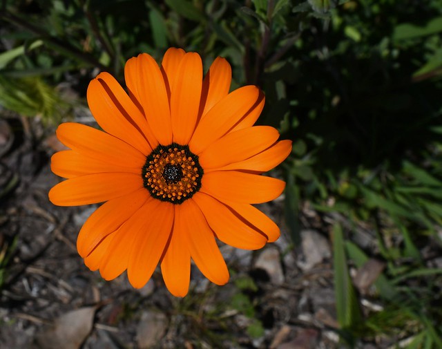 Cape Marigold, Dimorphotheca sinuata