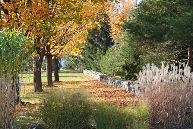 Stone Wall In Autumn