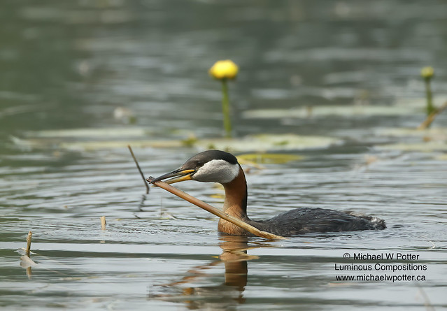 Red-necked Grebe with nest material