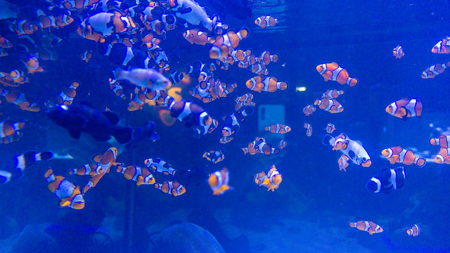 Aquarium do Rio