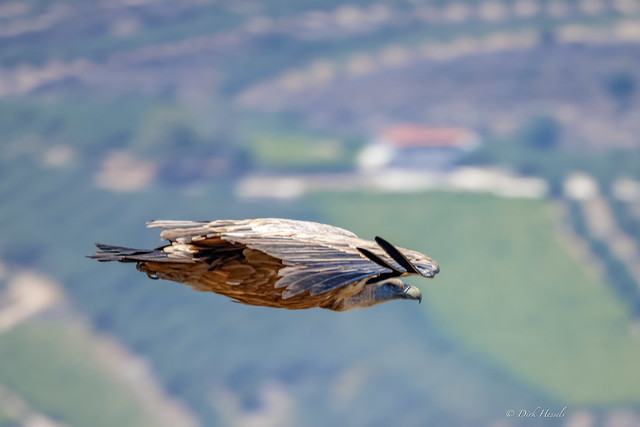 Griffon Vulture | Valegier | Gänsegeier, (Buitre Leonado)