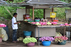 Waterlily stall on the shore of Lake Kandy