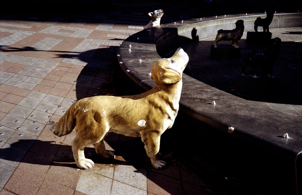 Berczyy Park Dog Feb 2024