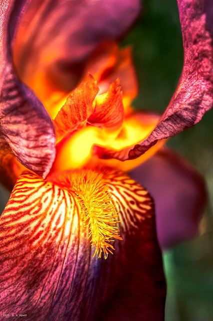 A Lighted Iris