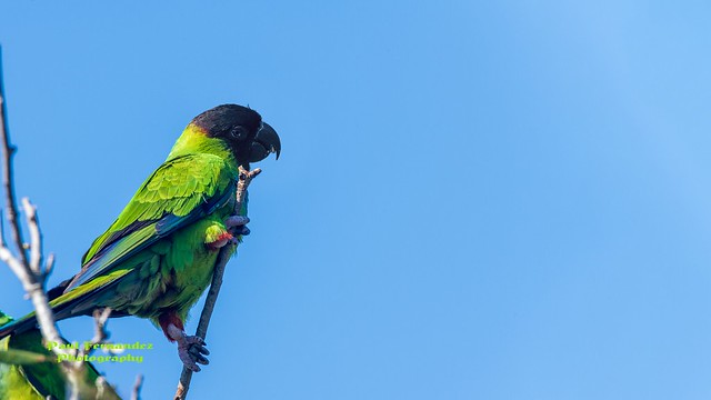 Nanday Parakeet, Master of All it Surveys, at the Celery Fields, Florida