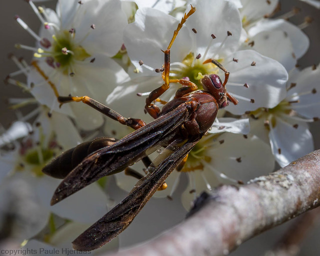 3944 Ringed Paper Wasp 2