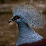 Western Crowned Pigeon Moody Gardens Rain Forest Pyramid, Galveston, Texas