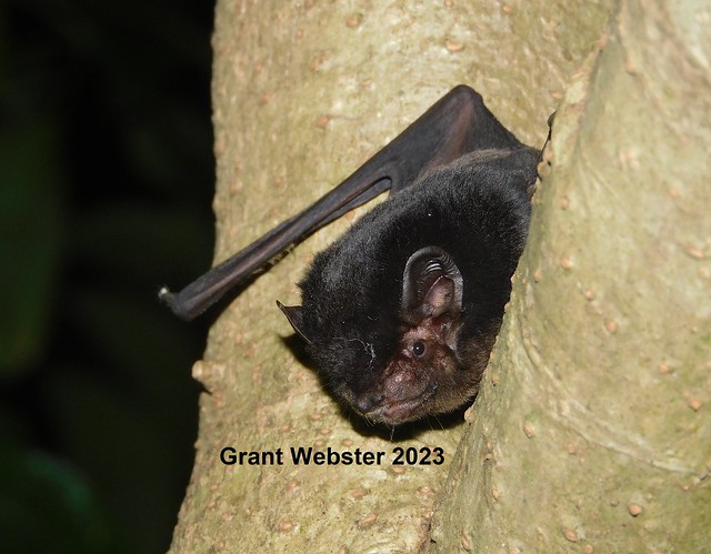 Chalinolobus gouldii (Gould's Wattled Bat)