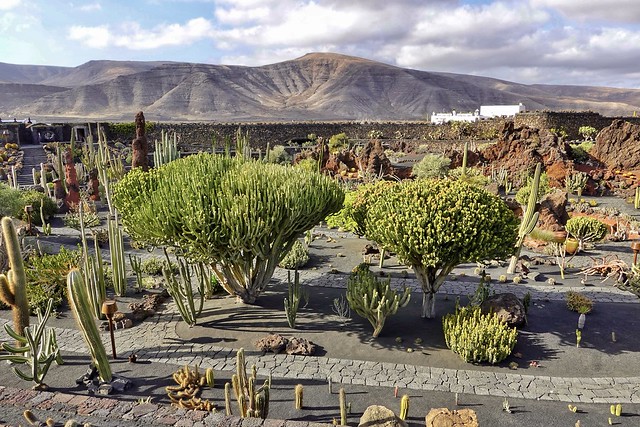 Jardin de cactus -