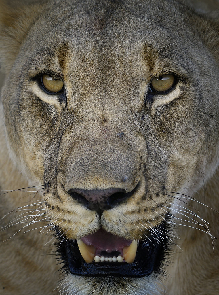 Portrait of an old lioness
