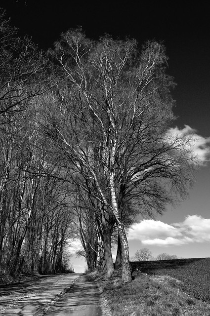 Birken und andere Bäume am Wegesrand / Birches and other trees at the side of the road