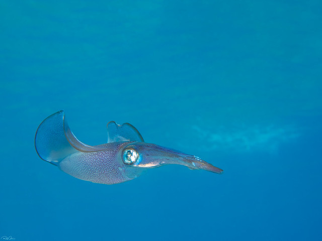 Sepioteuthis lessoniana - Bigfin Reef Squid - לוליגו אילתי
