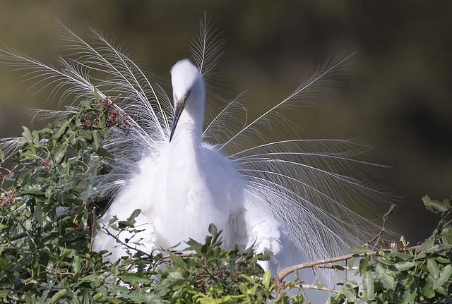 egret -   Venice bird rookery -  Florida