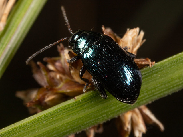 flea beetle