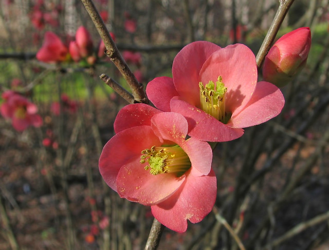 Flowering quince - now!