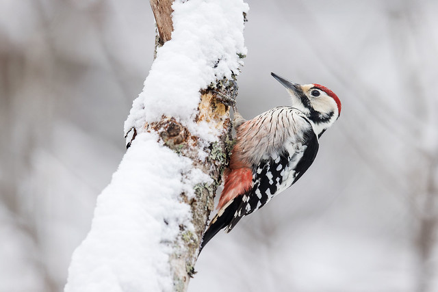 Dendrocopos leucotos | White-backed Woodpecker | vitryggig hackspett