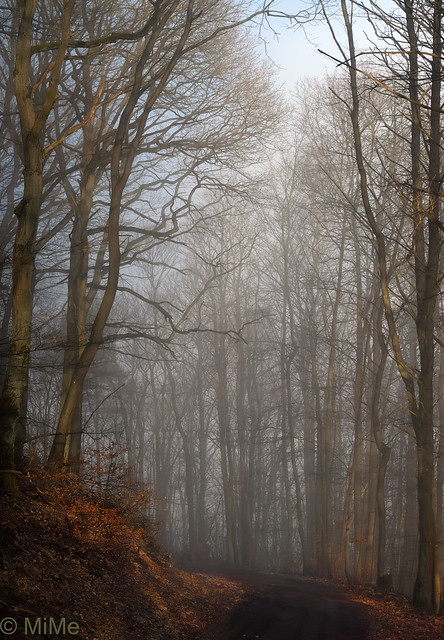 Nebel im Pfälzerwald