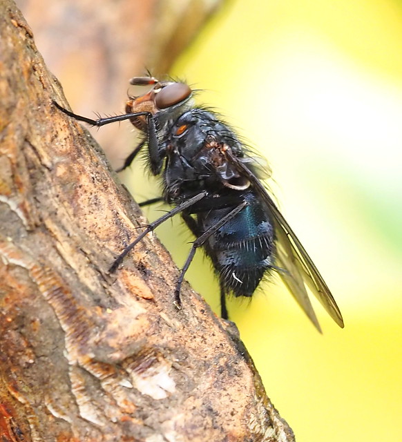 Fly (Calliphora vicina.)