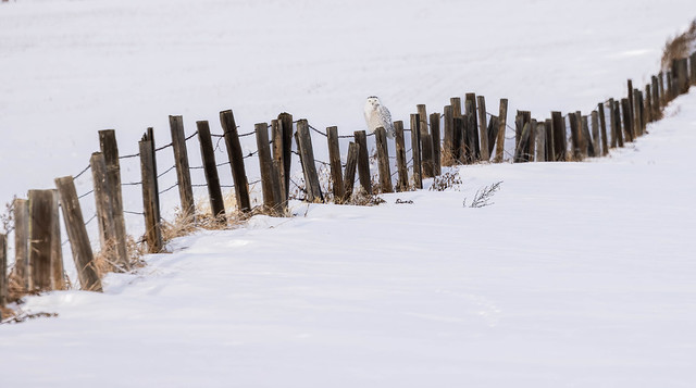 Like boundaries, fences define where one thing ends and the other begins