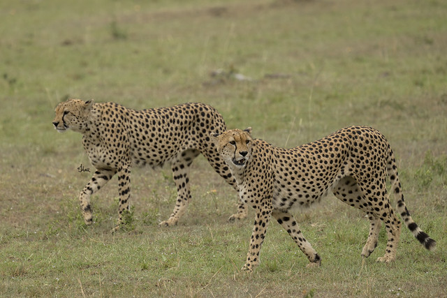 2 Male Cheetahs - 1799b+