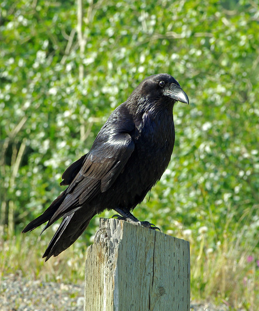 Common Raven.  Yukon, Canada.