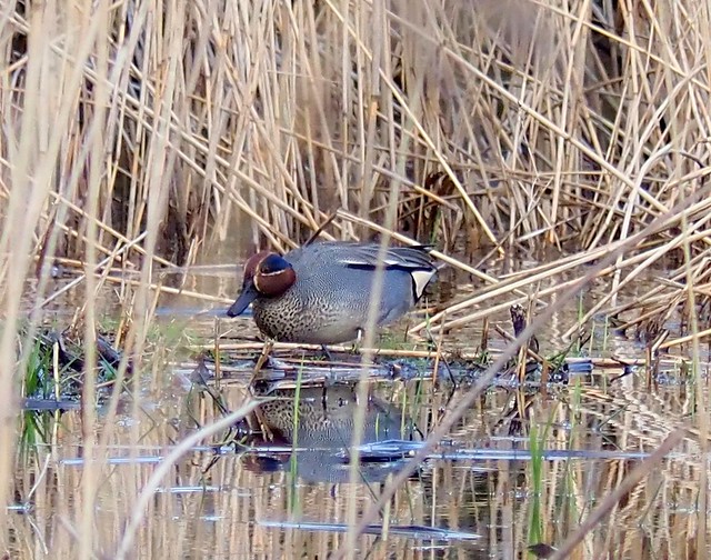 A bit indistinct but certainly a male Teal in the pool at Dawlish Warren NNR 18th February 2024