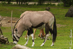 Südliche Oryx (Oryx gazella)