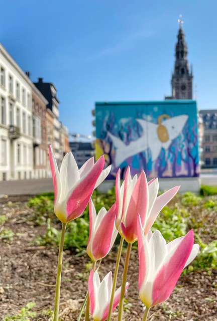 springflowers @ Hooverplein Leuven