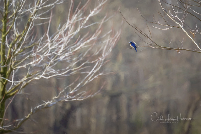 Bluebirds dotting the trees... (explore)