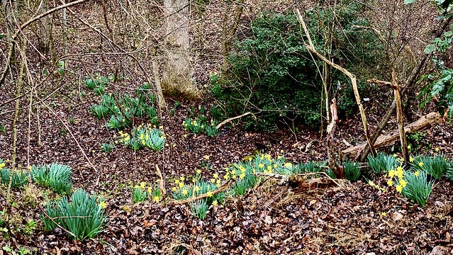 Daffodils in the woods behind my house.