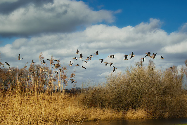 Wild geese taking off