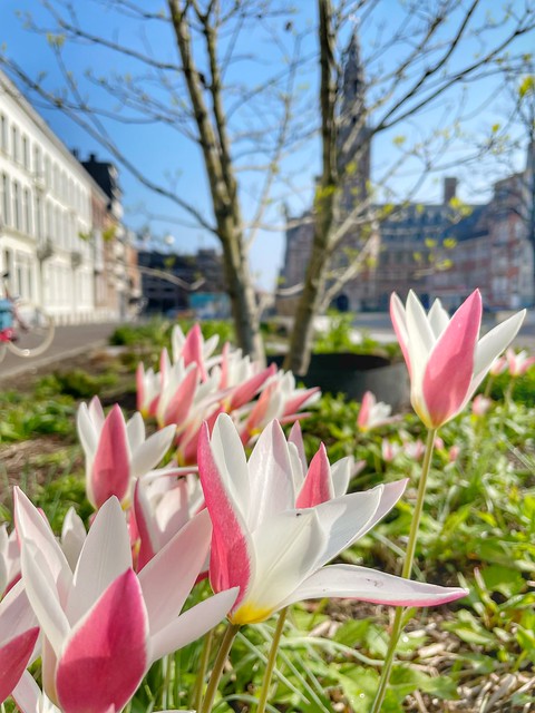 springflowers @ Hooverplein Leuven