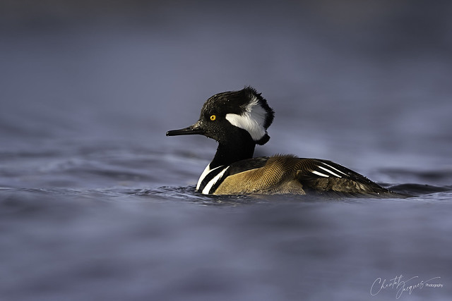 Hang on to your hat day- Hooded Merganser Style
