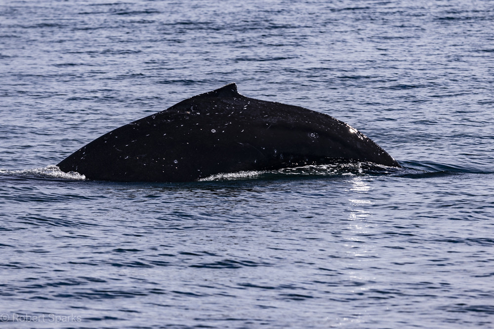 Puerto Penasco Whale Watching 2-24-24
