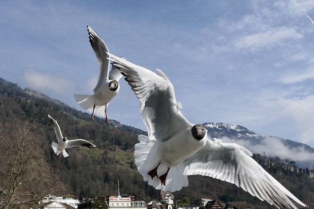 black headed gull Lachmöwe Lake Lucerne Vierwaldstättersee Switzerland