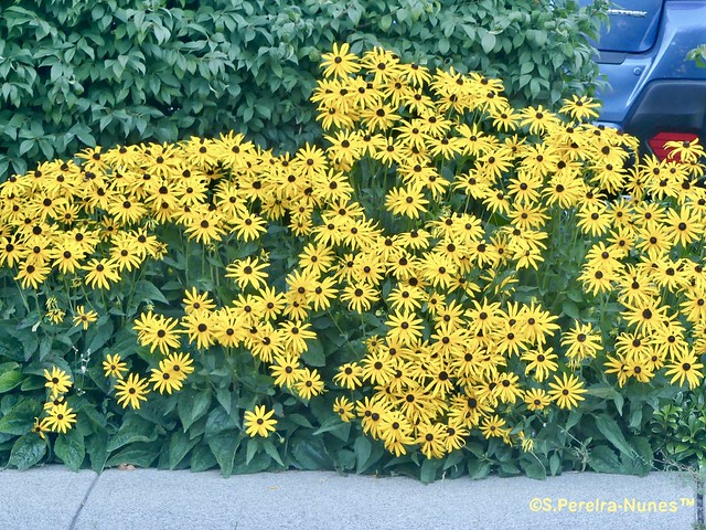 Flowers of Canada, black-eyed-susans,  Margarida-amarela, UBC Campus, Vancouver, Canada