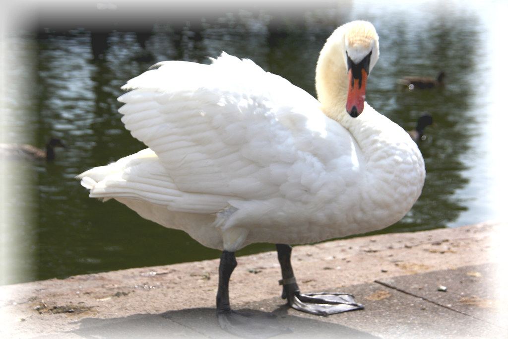 Swan alert