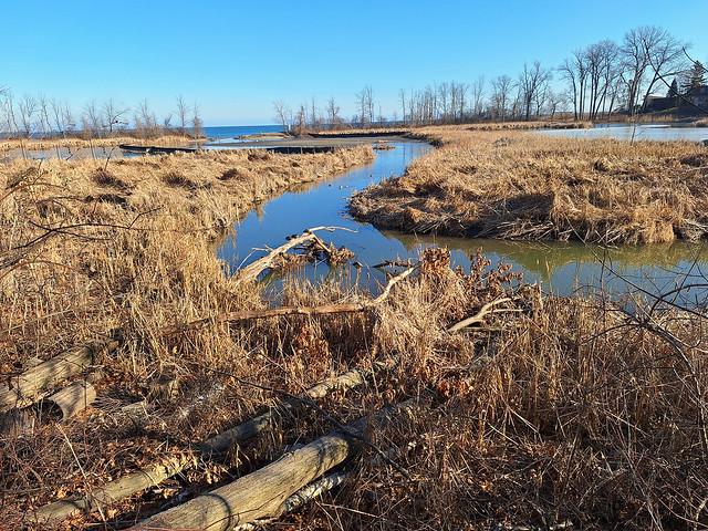 Before the spring returns to Rattray Marsh Conservation Area.