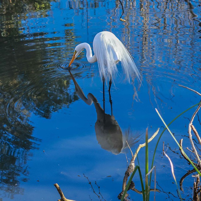 Great Egret Fishing in Pond