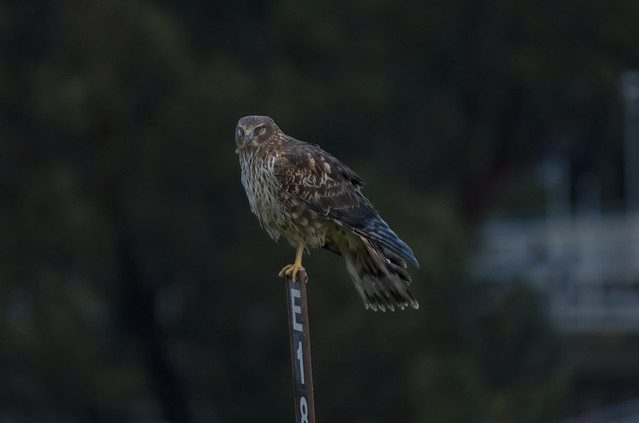 Northern Harrier on a Post