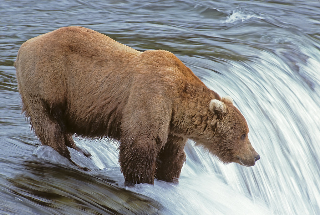 Big Brown Bear Standing On Brooks Falls, Katmai - Slow Shutter Speed - In Memory Of Tupper Blake