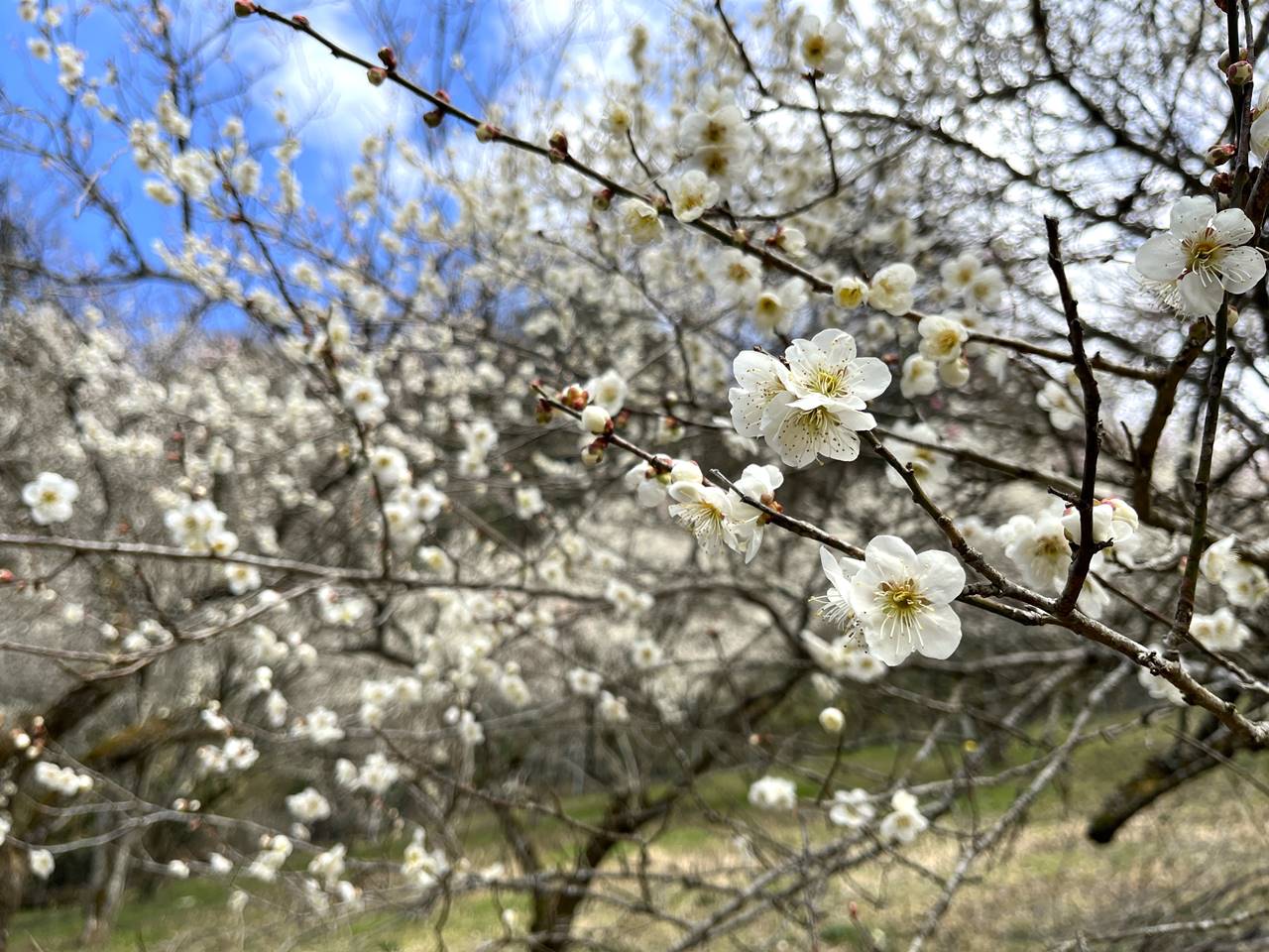 【高尾】木下沢梅林の満開の梅の花