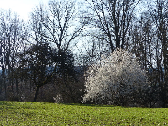 Bäume zwischen Winter und Frühling