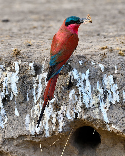 Carmine bee-eater with catch