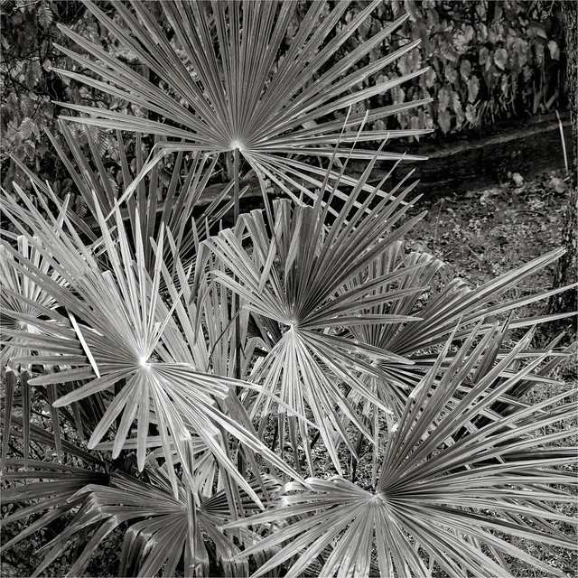 Palma - Palm tree