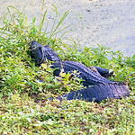 Alligator, Arthur R. Marshall Loxahatchee NWF Alligator on the edge of a canal.