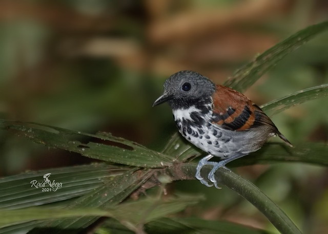Hormiguero Moteado - Spotted Antbird - (Hylophylax naevioides)