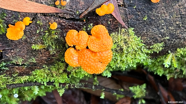 Favolaschia calocera - Orange Pore Fungus